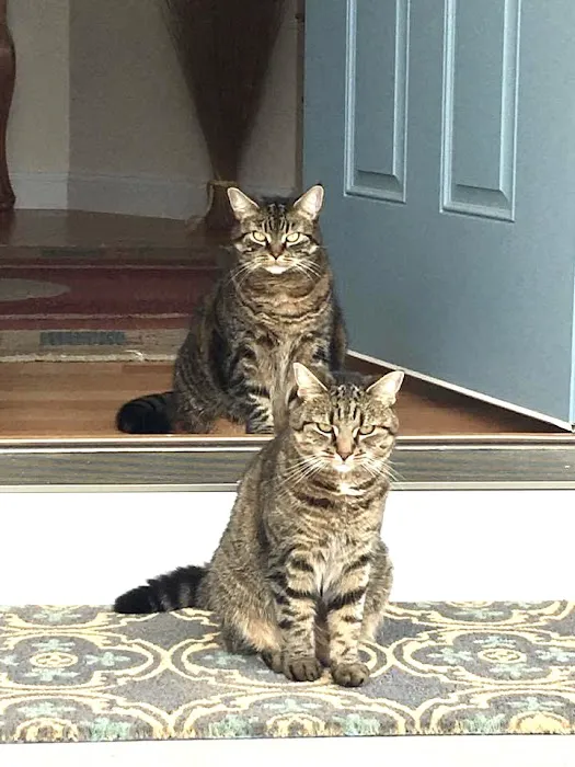 Middlesex Veterinary Center 2