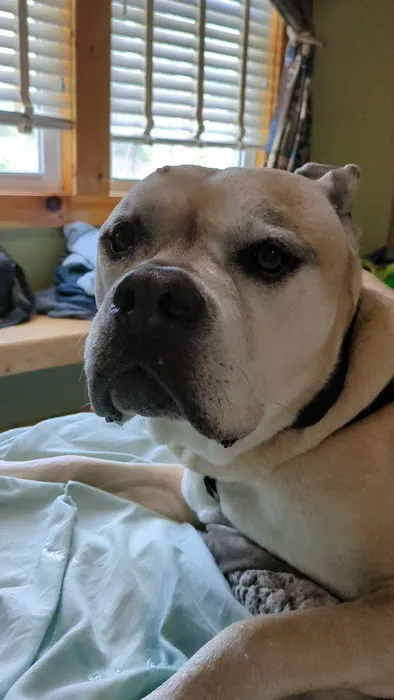 Pepperell Veterinary Hospital 1