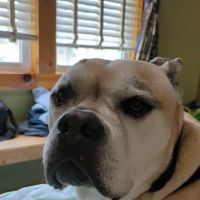 Pepperell Veterinary Hospital ico