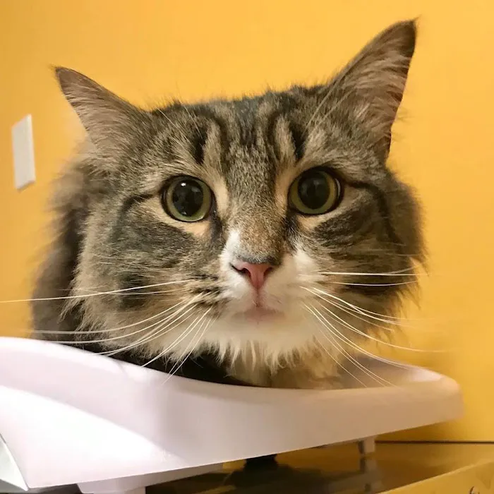 Acton Animal Hospital 6