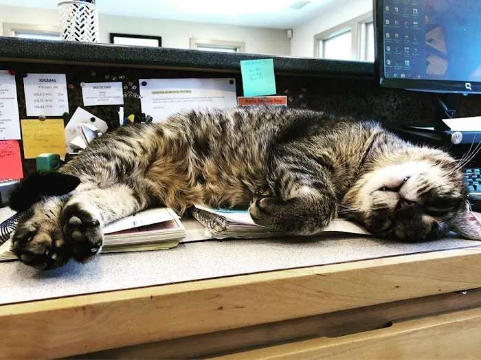 Acton Animal Hospital 1