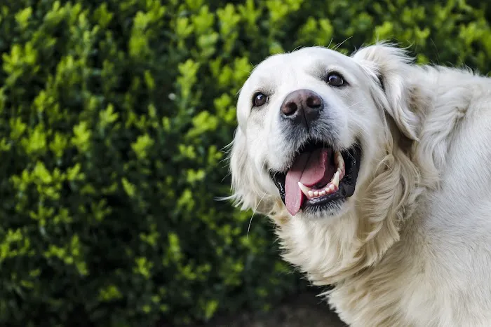 Acton Animal Hospital 8