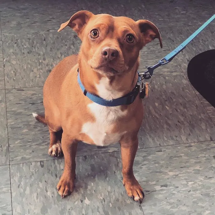 Acton Animal Hospital 9