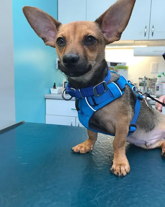 Acton Animal Hospital 3