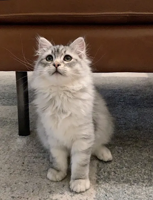 ABCsiberiancattery 6