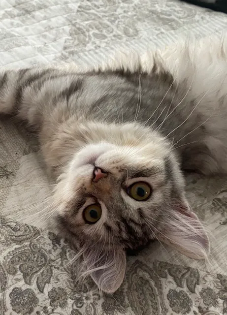 ABCsiberiancattery 4