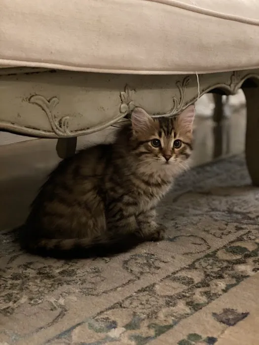 ABCsiberiancattery 5