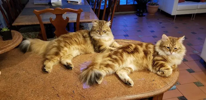 ABCsiberiancattery 10