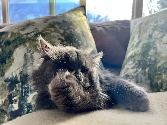 ABCsiberiancattery 1