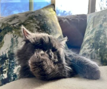 ABCsiberiancattery