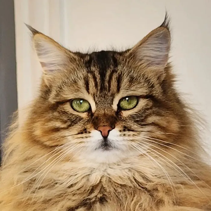 ABCsiberiancattery 9