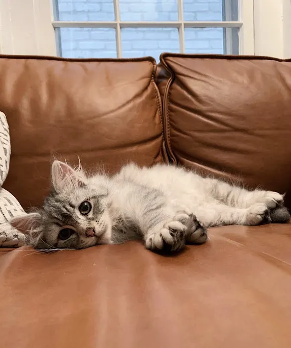 ABCsiberiancattery 7
