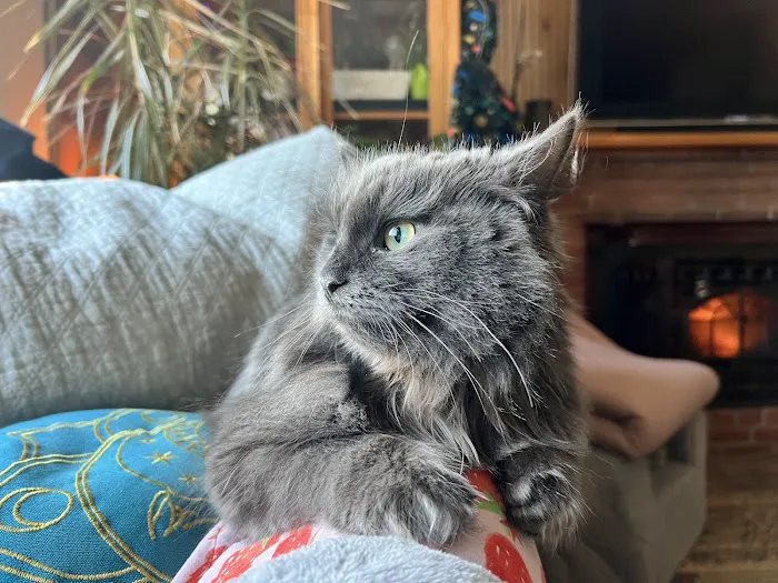 ABCsiberiancattery 3