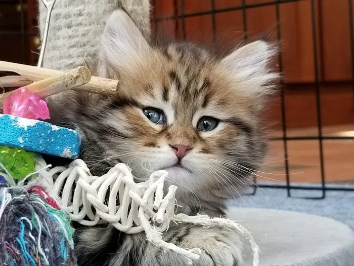 ABCsiberiancattery 8