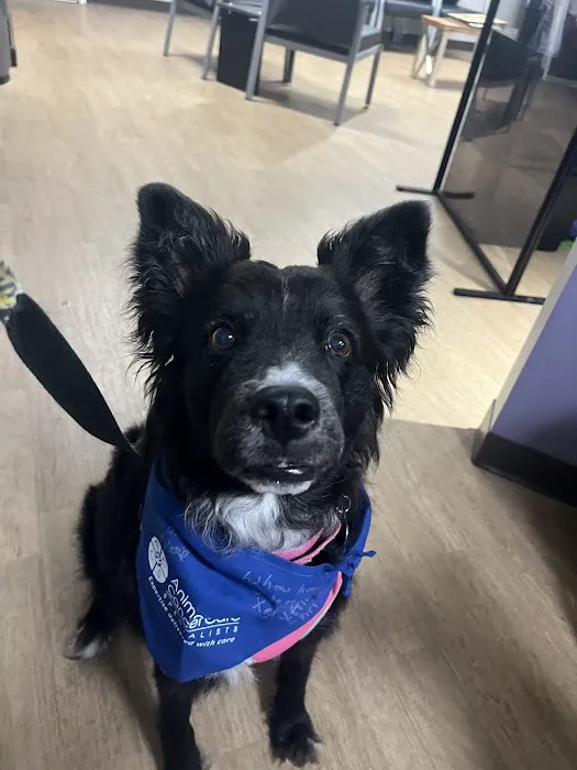 Animal Cancer Care Specialists 1