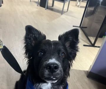 Animal Cancer Care Specialists