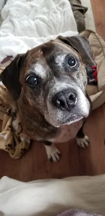 Animal Cancer Care Specialists 8