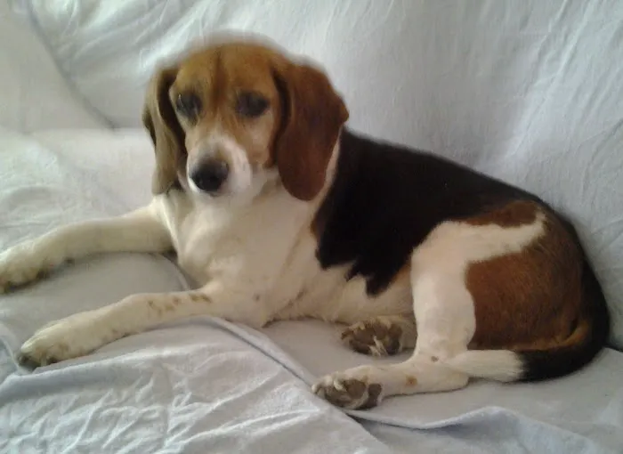 Sager Animal Hospital Inc 6
