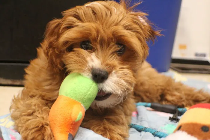 Whole Pet Veterinary Center 7