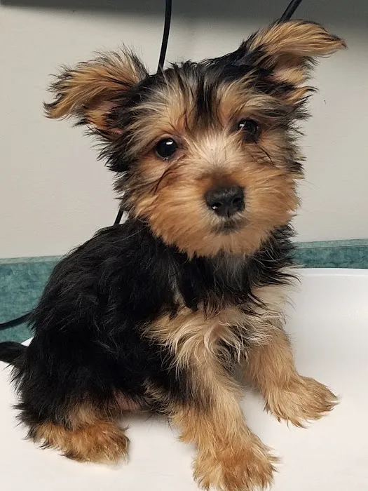 Whole Pet Veterinary Center 6