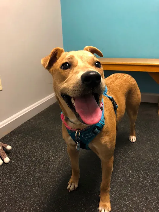 Whole Pet Veterinary Center 4