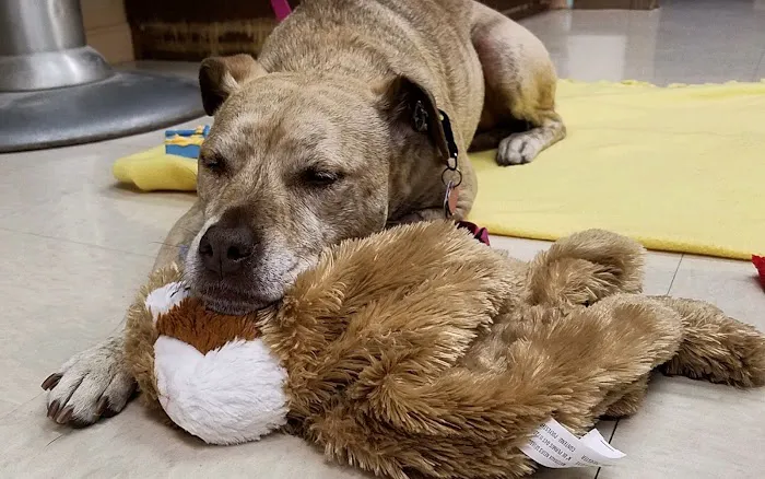 Whole Pet Veterinary Center 1