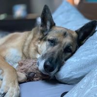 Preventive Veterinary Medicine Clinic ico