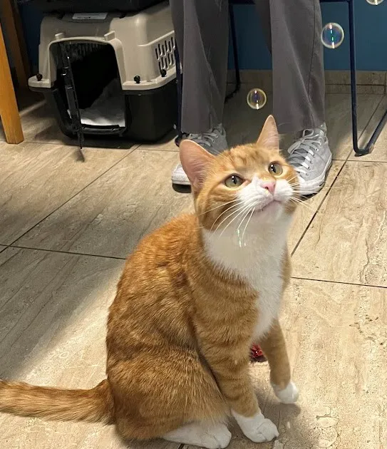 Weare Animal Hospital 2