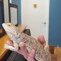 Exotic & Bird Clinic of New England ico