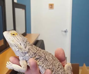 Exotic & Bird Clinic of New England