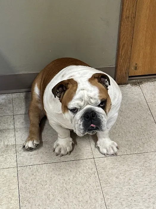 Hillsborough County Veterinary Hospital 9