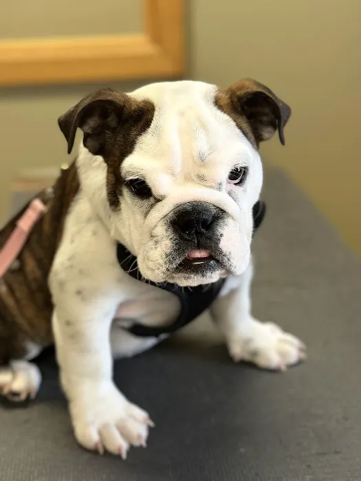 Hillsborough County Veterinary Hospital 3