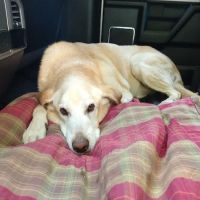 Hillsborough County Veterinary Hospital ico