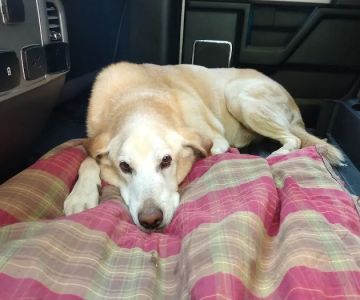 Hillsborough County Veterinary Hospital