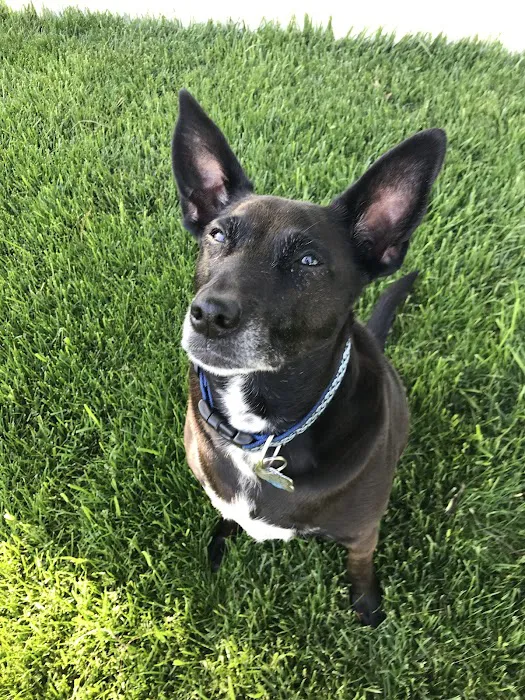 Maynard Veterinary Care 5