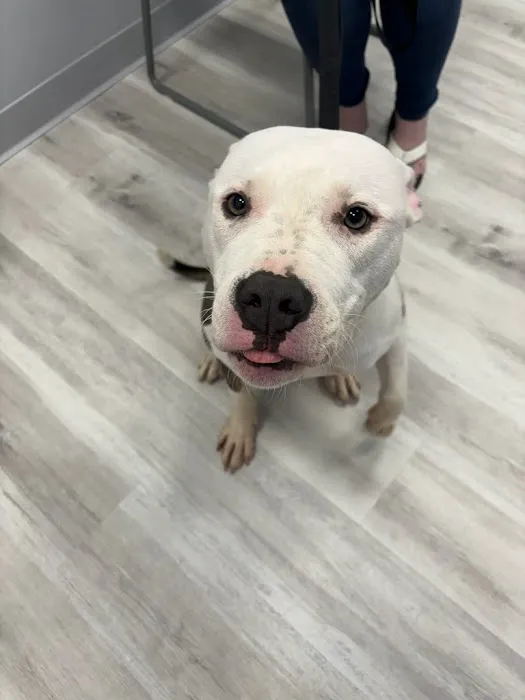 PawsitiveCare INC 9