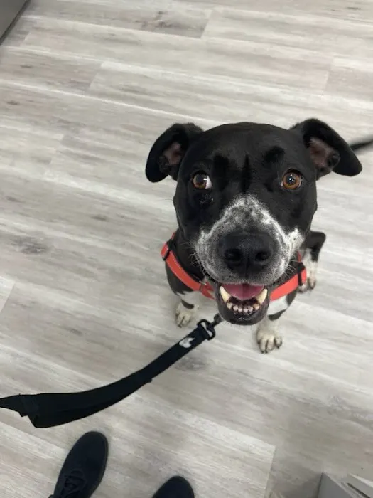 PawsitiveCare INC 8