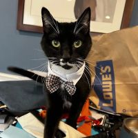 West Concord Animal Clinic ico