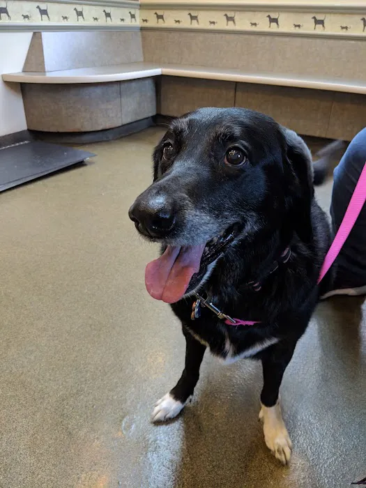 Sudbury Animal Hospital 10
