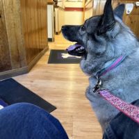 Framingham Animal Hospital ico