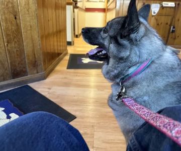 Framingham Animal Hospital