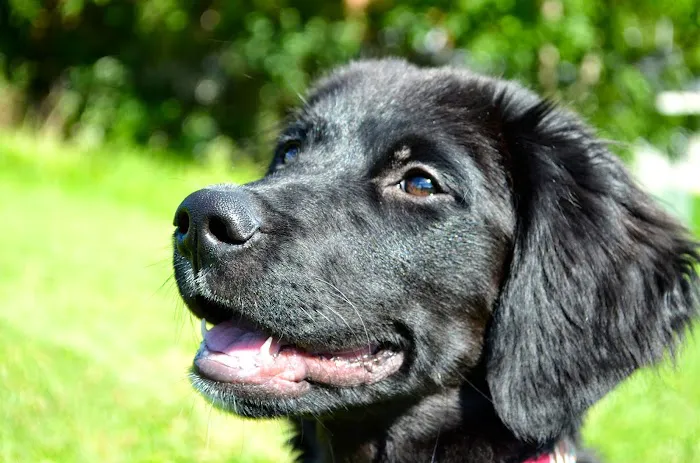 Greylock Animal Hospital 9