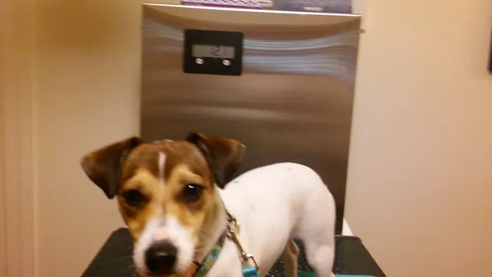 North County Veterinary Hospital 3