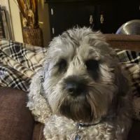 Banfield Pet Hospital ico