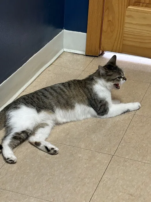 Main Street Veterinary Hospital 3