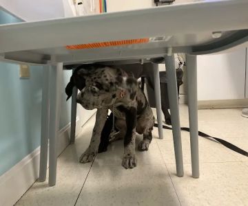 Banfield Pet Hospital