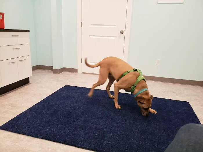 West Street Veterinary Clinic 5