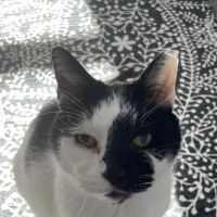 West Street Veterinary Clinic ico