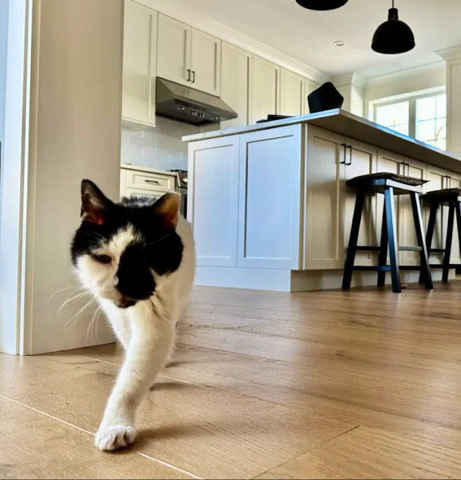 West Street Veterinary Clinic 8