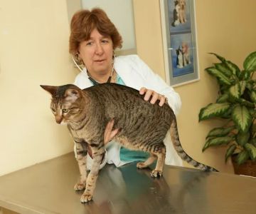 Vetco Total Care - Cody Pet Hospital